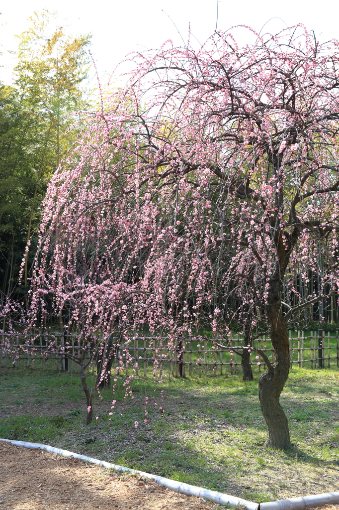 『万博記念公園　枝垂れ梅　5』