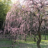 『万博記念公園　枝垂れ梅　5』