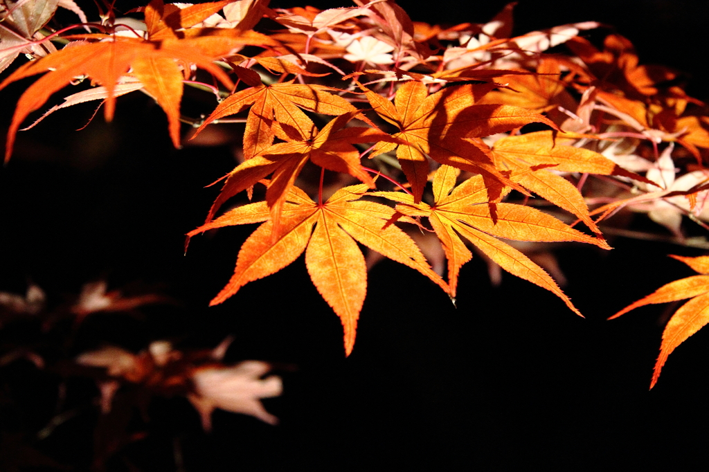 『京都　秋もみじ』