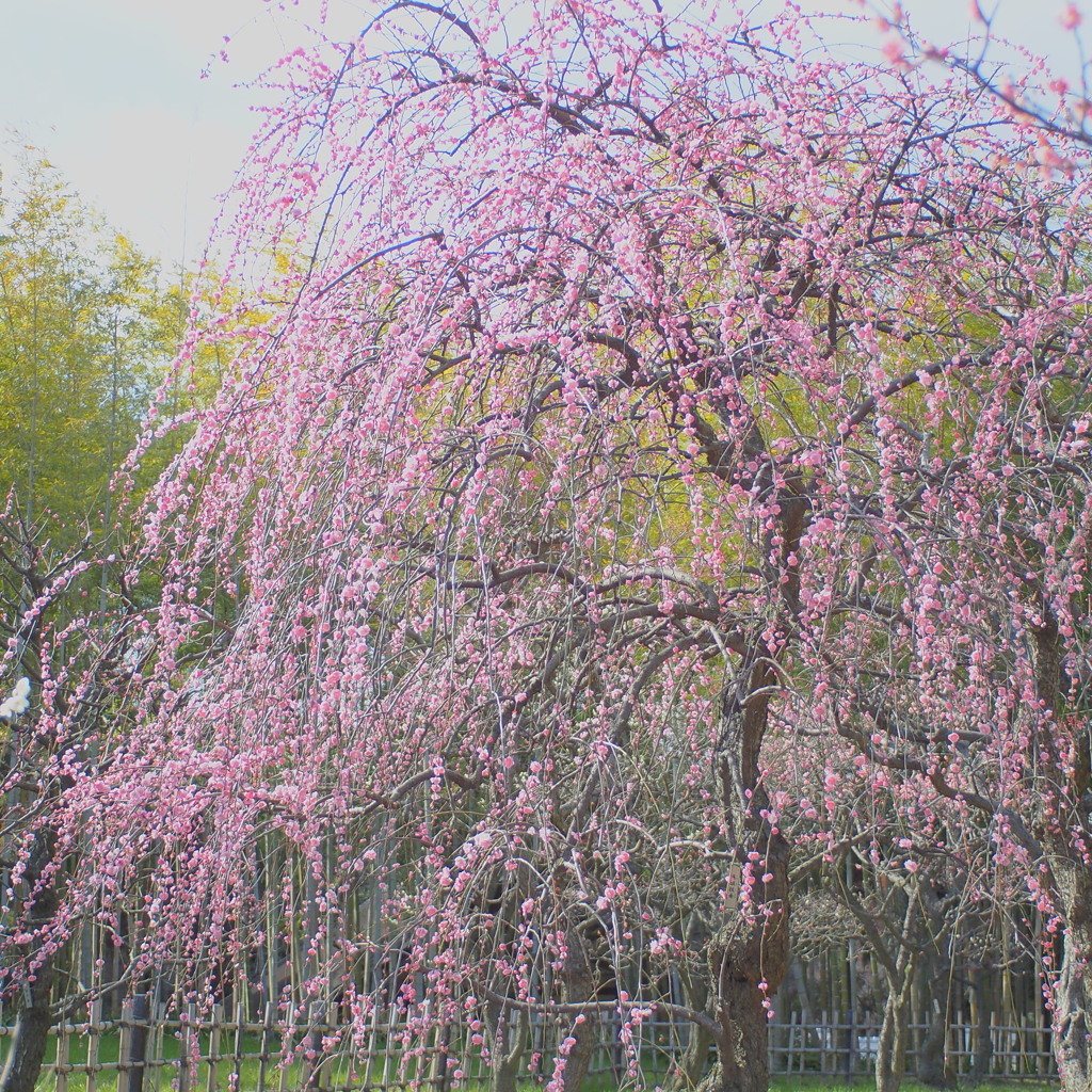 『万博記念公園　枝垂れ梅　2』