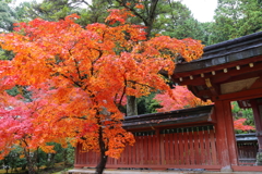 『神護寺の紅葉』