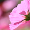 『Pink』