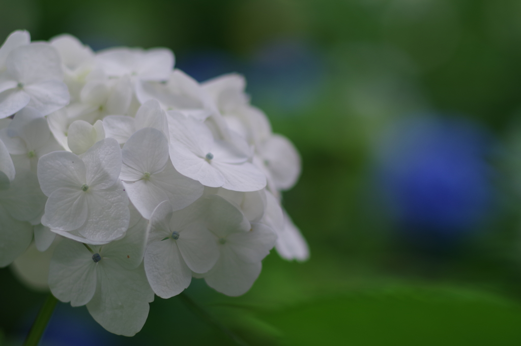 『矢田寺の紫陽花1』