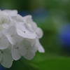 『矢田寺の紫陽花1』