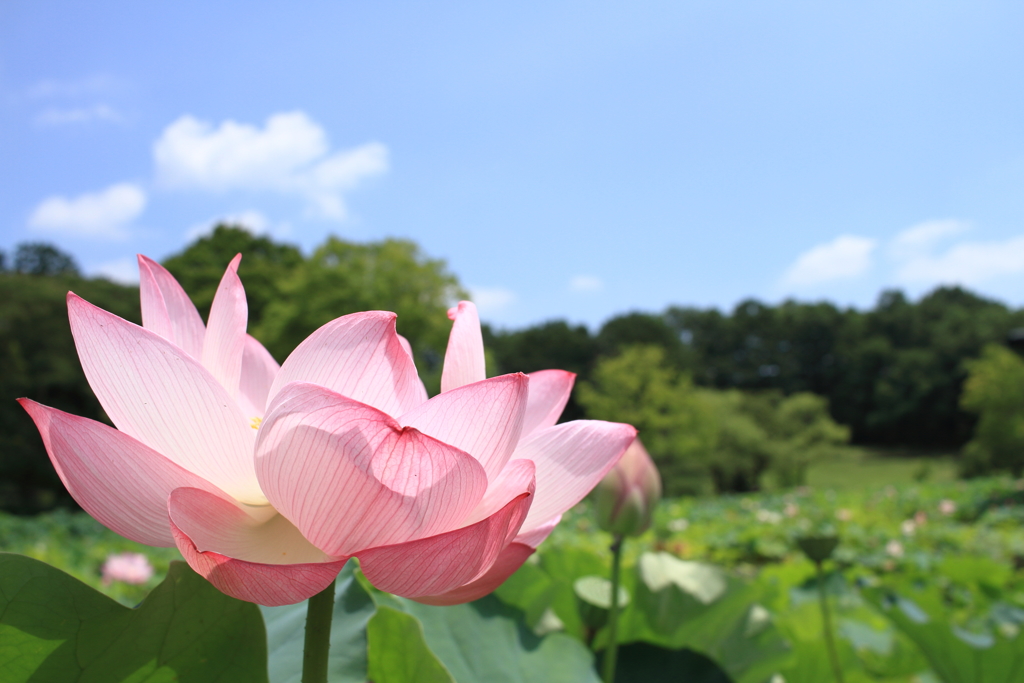 『万博　夏！』