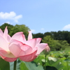 『万博　夏！』