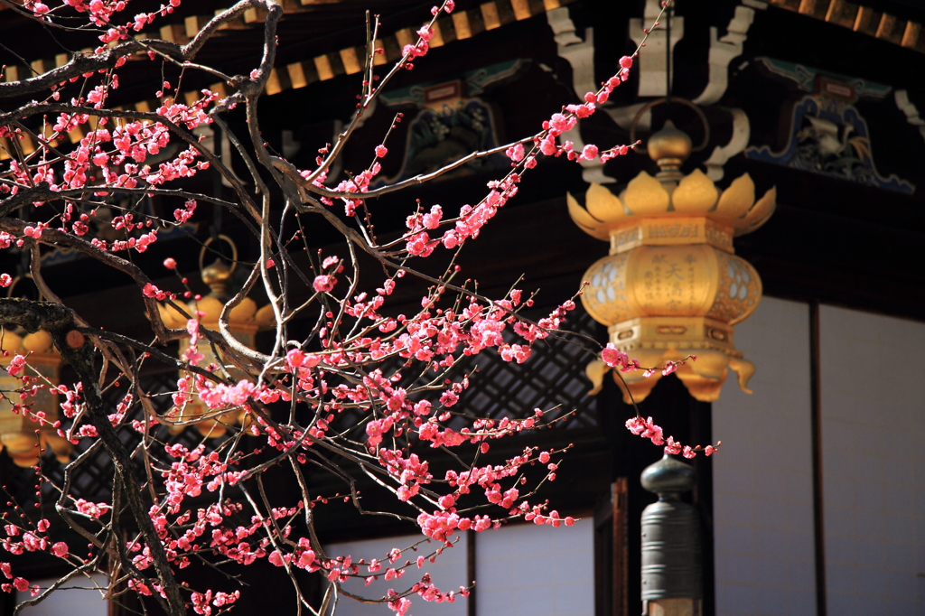 『京都　北野天満宮』