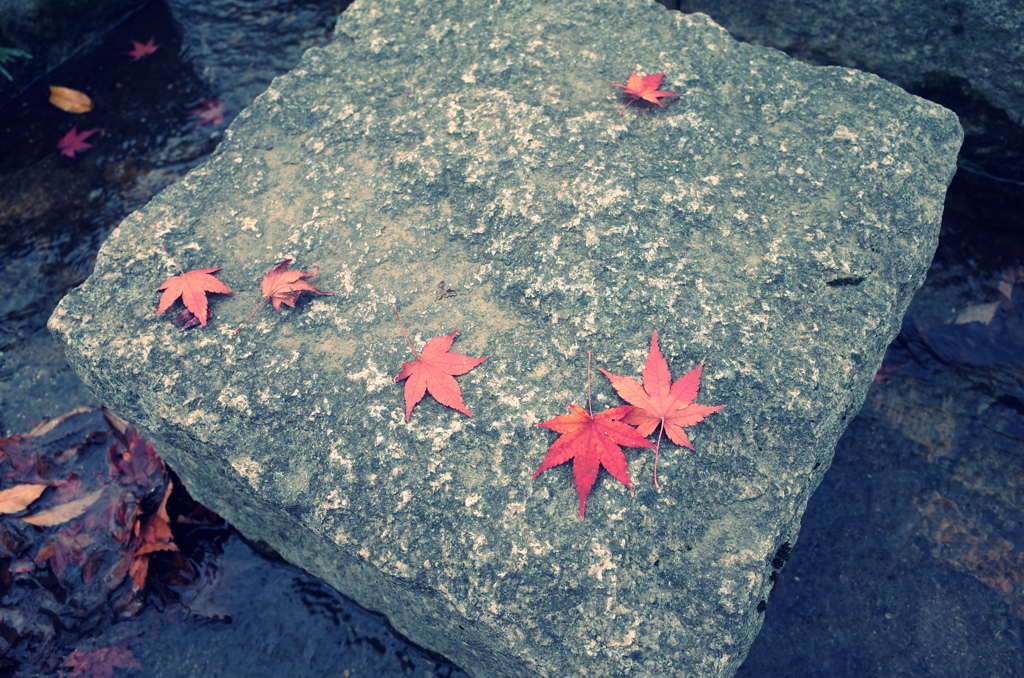 『紅い紅葉』