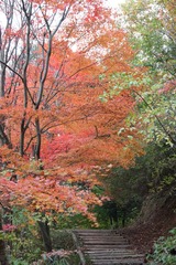 神戸市立森林植物園1