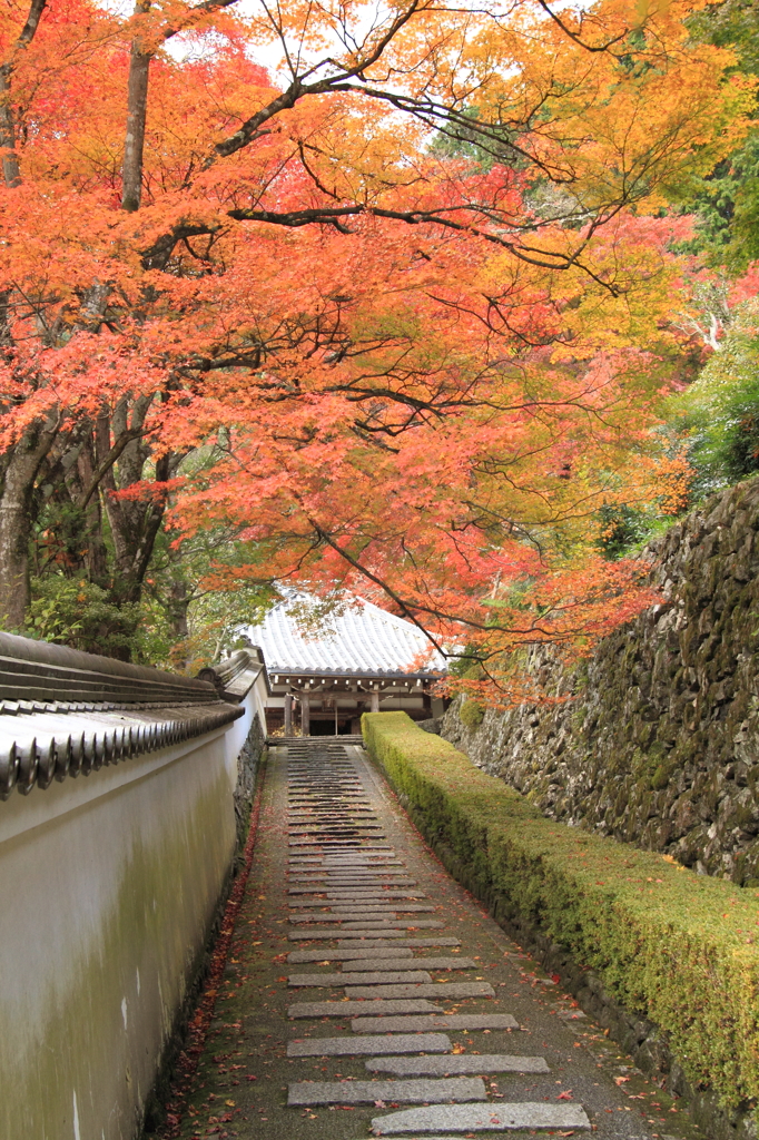 『京都　山寺　紅葉』