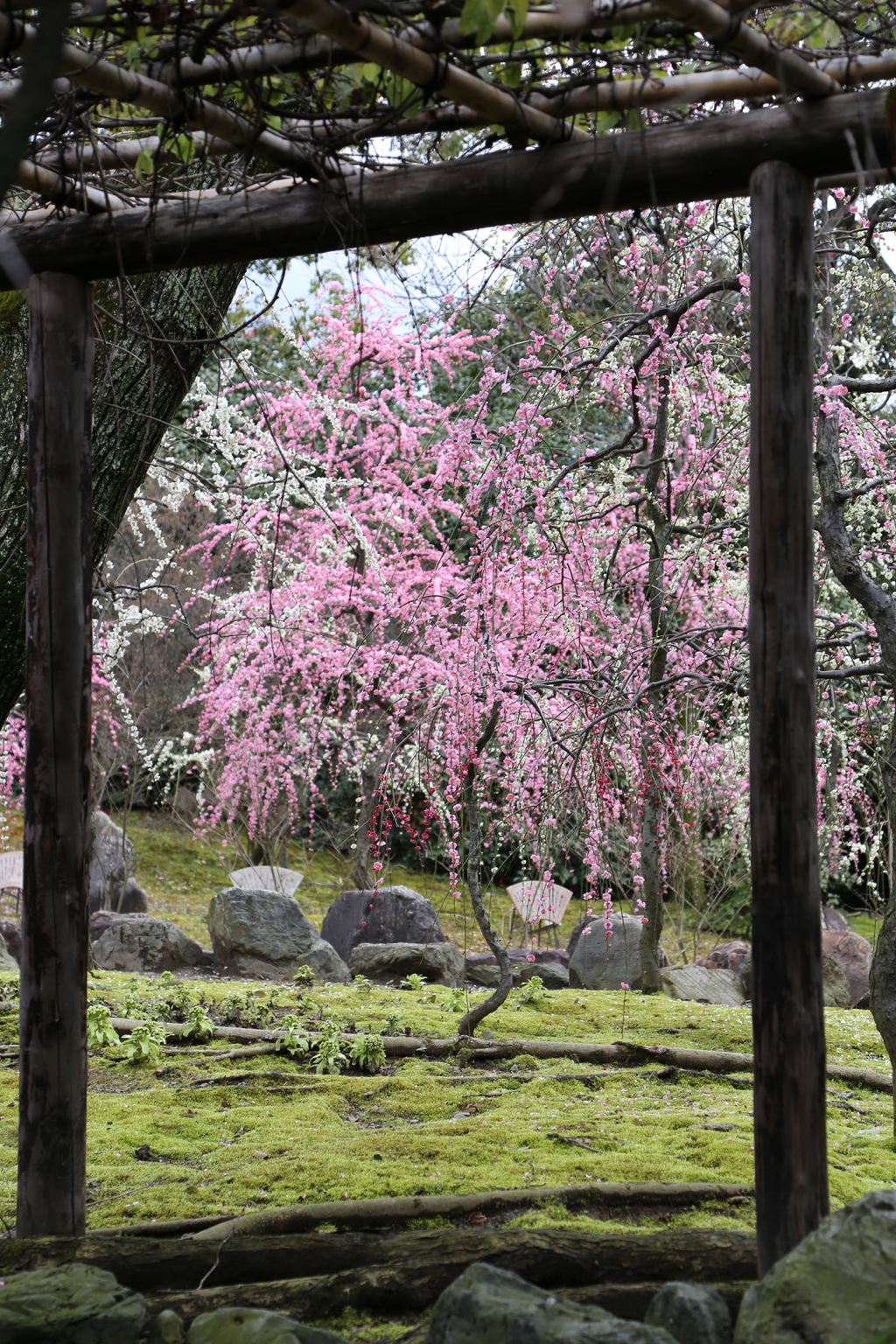 『城南宮の枝垂れ梅』