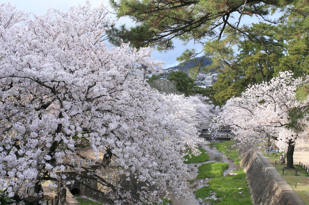 『桜と甲山』
