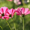 コスモス