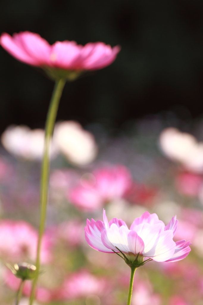 『こすもす』