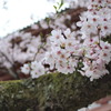 『さくら』