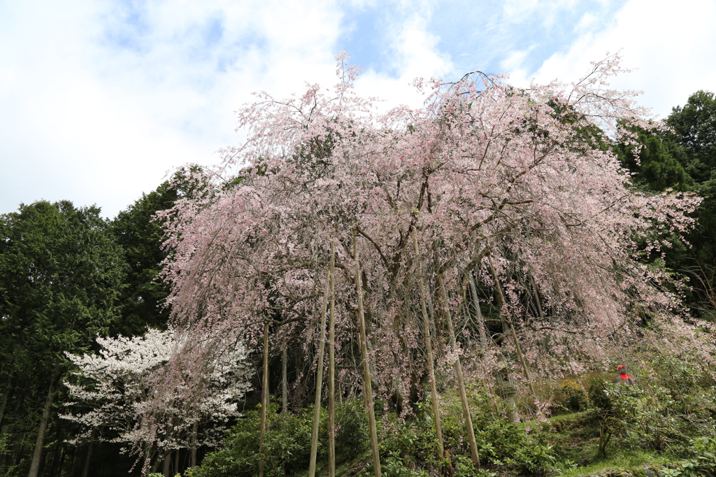 『京北の枝垂れ桜』