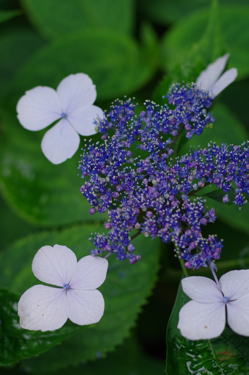 『矢田寺の紫陽花3』