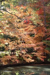 神戸市立森林植物園4