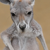 カンガルー