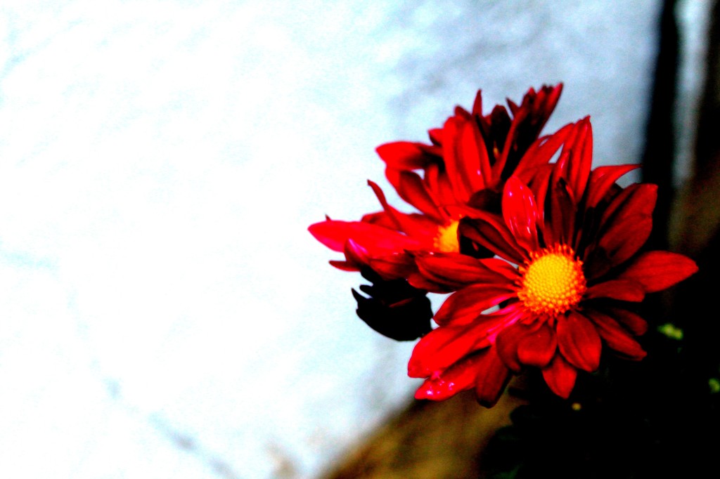 flower