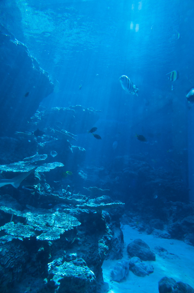 美ら海水族館２