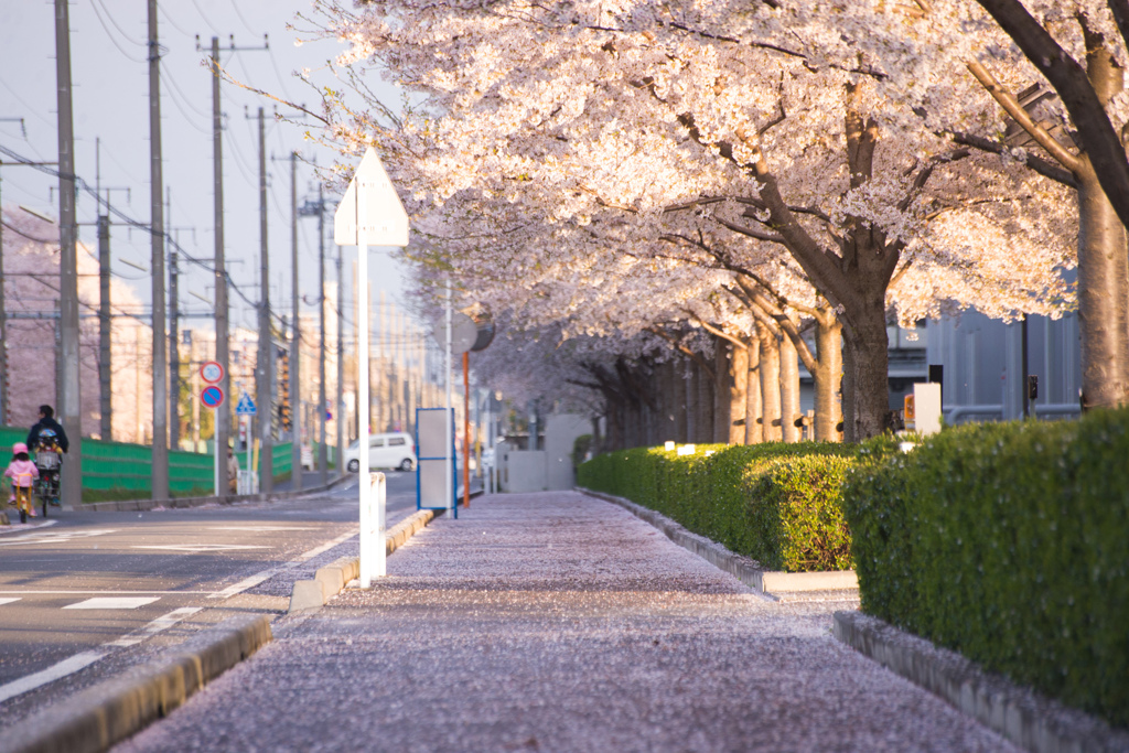 桜色の道