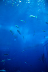 美ら海水族館１