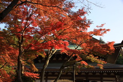 円覚寺　紅葉２