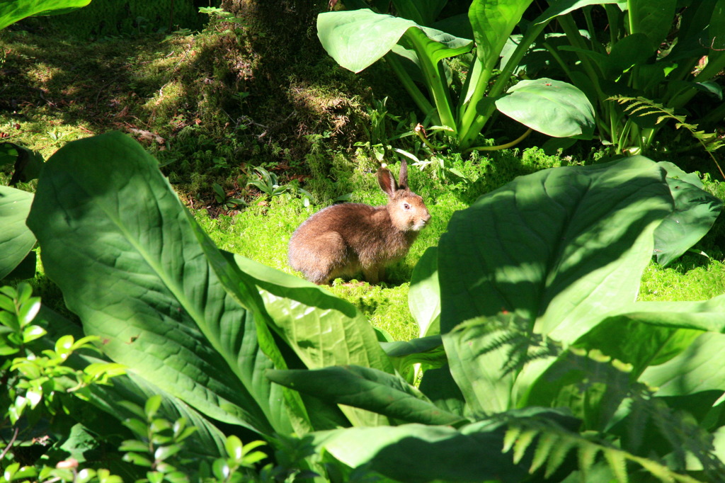 乗鞍高原の野ウサギ