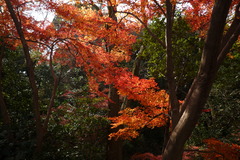 川越　喜多院の紅葉　２００８