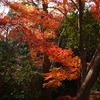 川越　喜多院の紅葉　２００８
