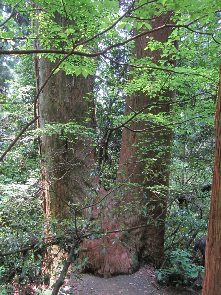 筑波山の木２