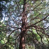 筑波山の木１