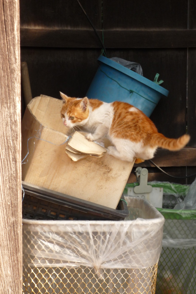 川越ねこ２００８　２