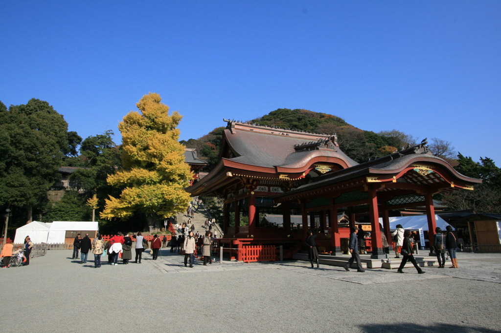 倒れる前のいちょうの木と舞殿（鶴岡八幡宮）