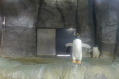 ペンギン