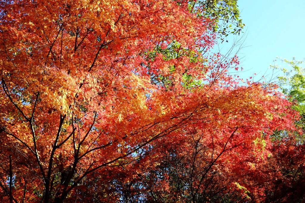紅葉