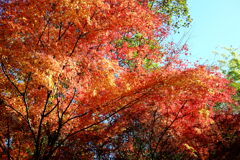 紅葉