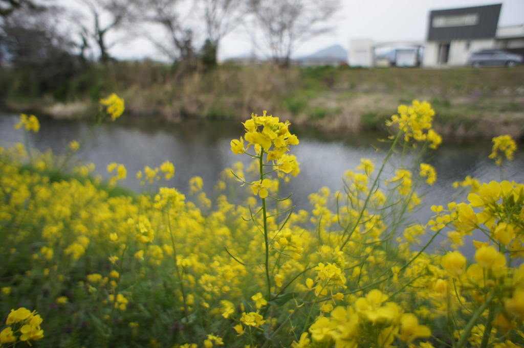 菜の花