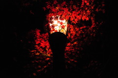 夜の紅葉