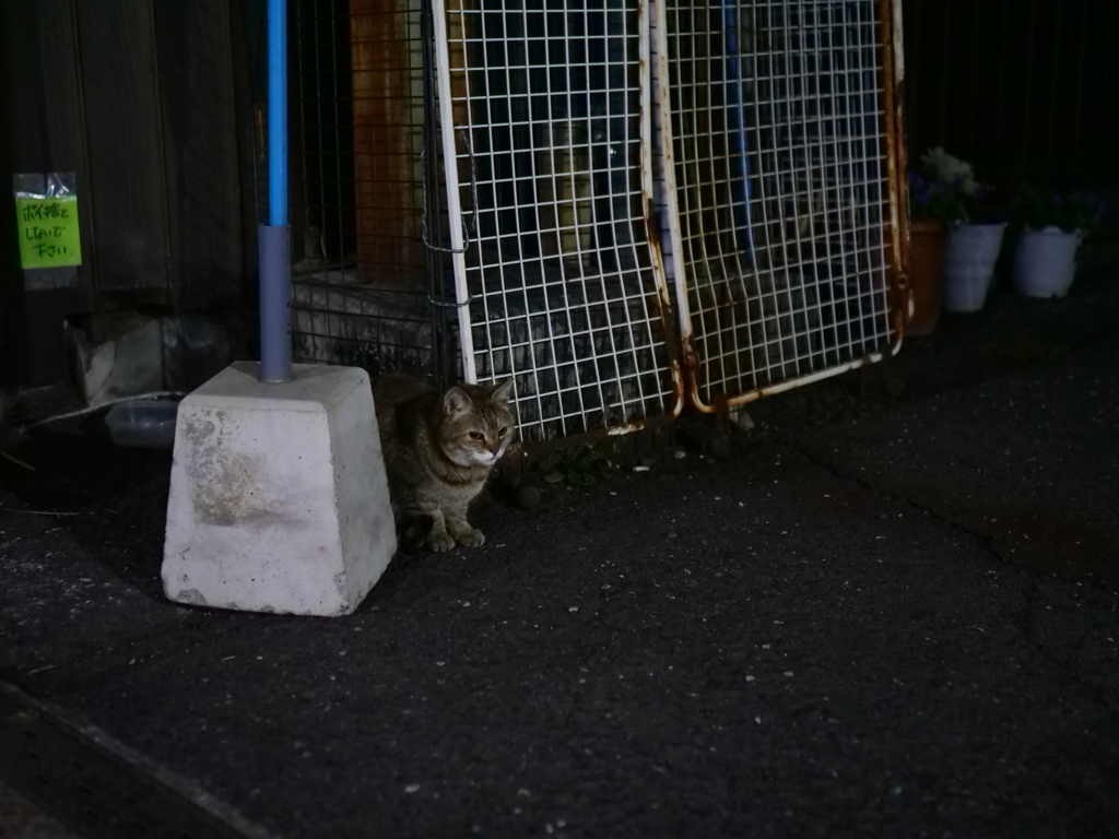 猫