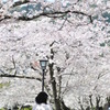 桜並木