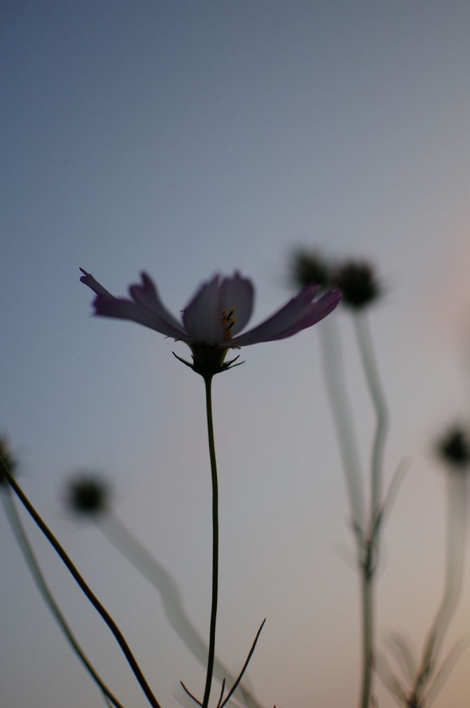 夕暮れ時に