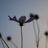 夕暮れ時に