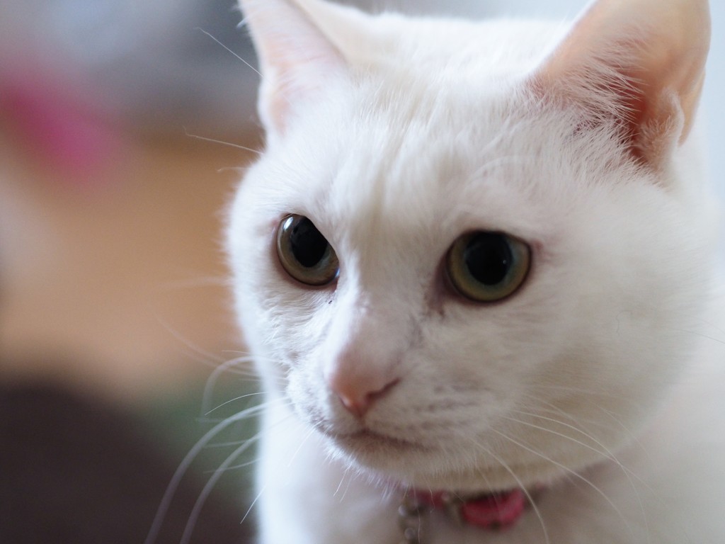 ねこ