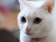 ねこ