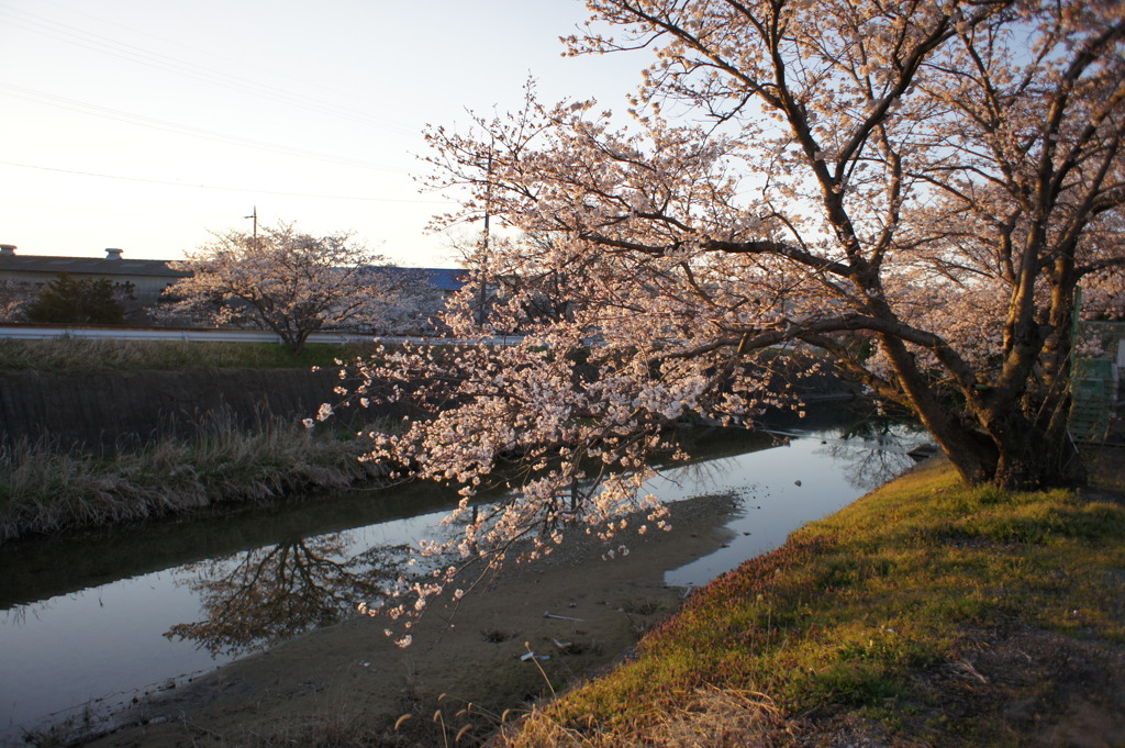 朝、桜