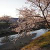 朝、桜