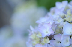 紫陽花