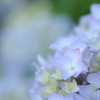 紫陽花
